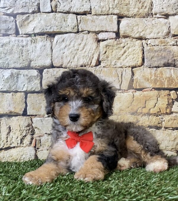 Photo of Mr. Wade the F1B Micro Mini-Bernedoodle puppy