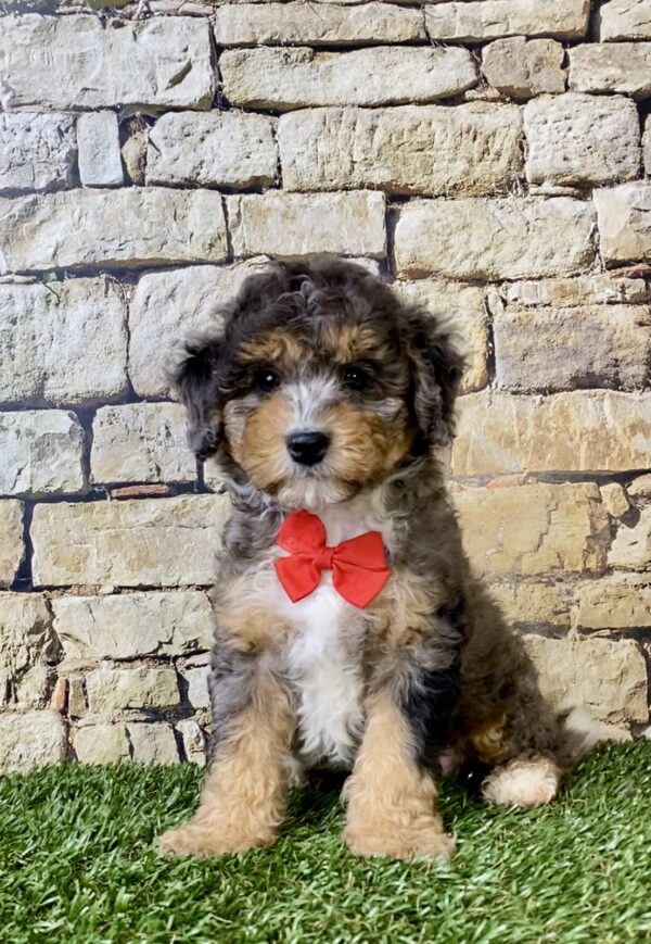 Photo of Mr. Wade the F1B Micro Mini-Bernedoodle puppy