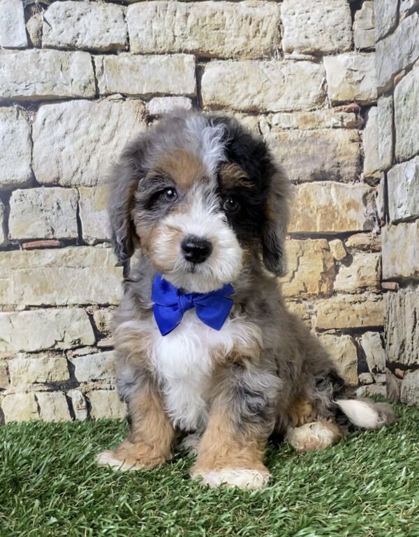 Mr. Wes the F1B Micro Mini-Bernedoodle puppy