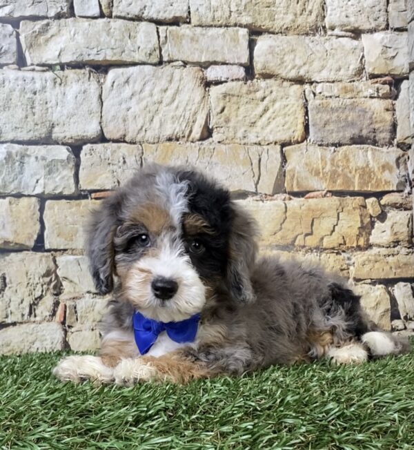 Photo of Mr. Wes the F1B Micro Mini-Bernedoodle puppy