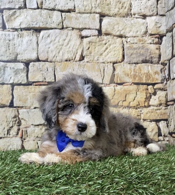 Photo of Mr. Wes the F1B Micro Mini-Bernedoodle puppy