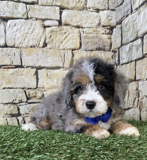 Photo of Mr. Wes the F1B Micro Mini-Bernedoodle puppy