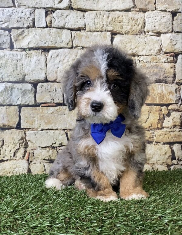 Photo of Mr. Wes the F1B Micro Mini-Bernedoodle puppy