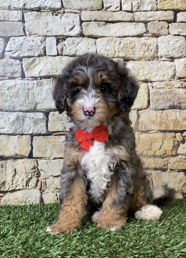Mr. Windsor the F1B Micro Mini-Bernedoodle puppy