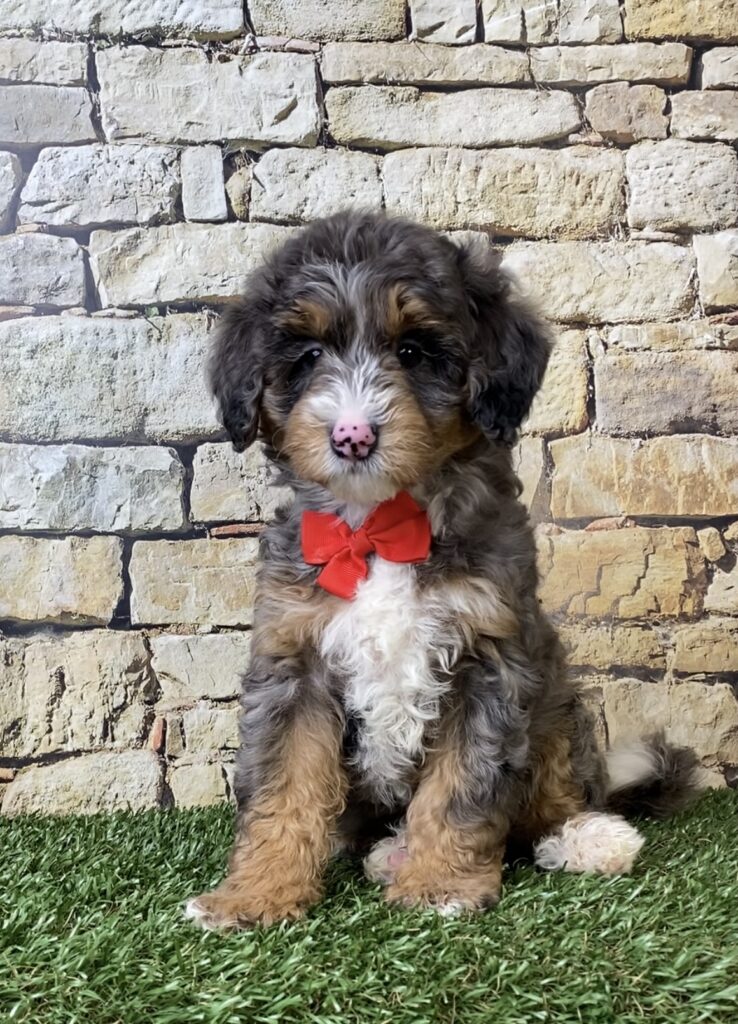 Photo of Mr. Windsor the F1B Micro Mini-Bernedoodle puppy