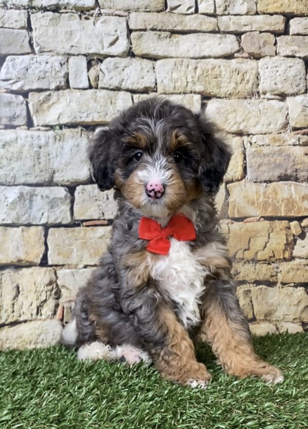 Photo of Mr. Windsor the F1B Micro Mini-Bernedoodle puppy