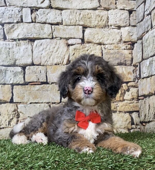 Photo of Mr. Windsor the F1B Micro Mini-Bernedoodle puppy
