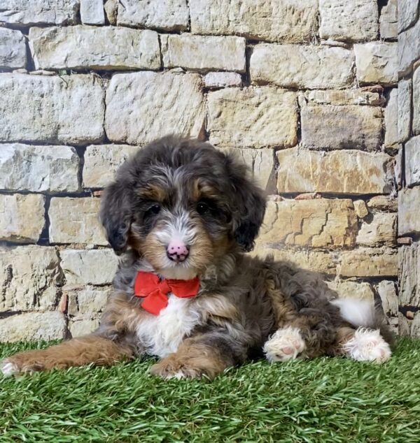 Photo of Mr. Windsor the F1B Micro Mini-Bernedoodle puppy
