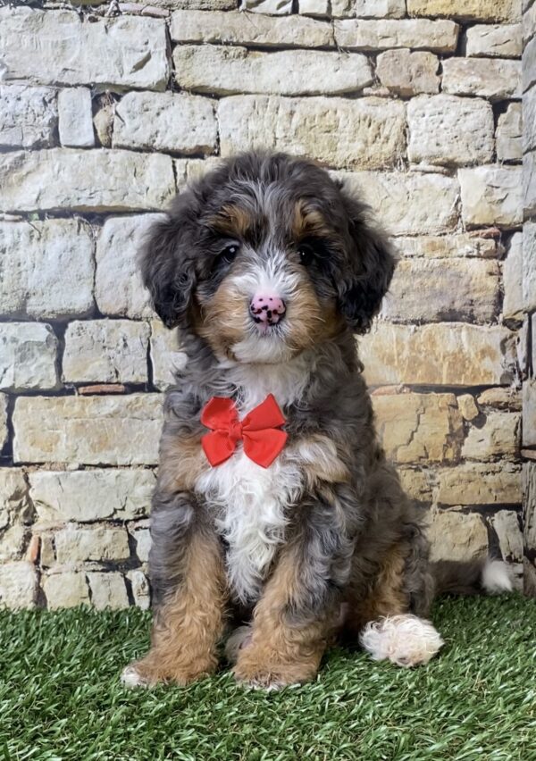 Photo of Mr. Windsor the F1B Micro Mini-Bernedoodle puppy