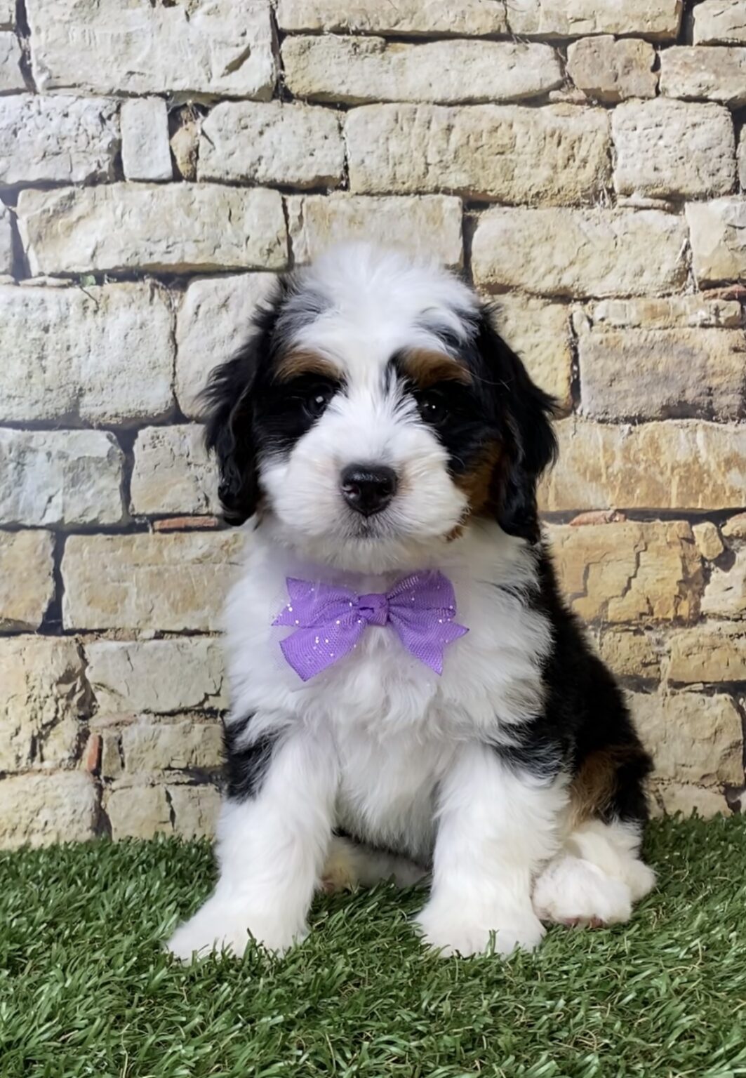 Photo of Ms. Amy the Mini-Bernedoodle puppy