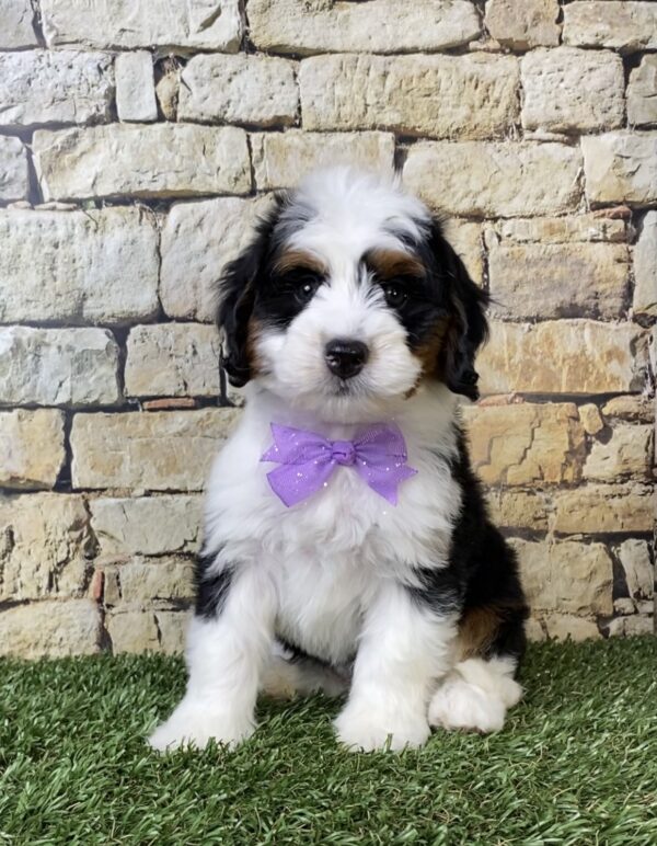 Photo of Ms. Amy the Mini-Bernedoodle puppy