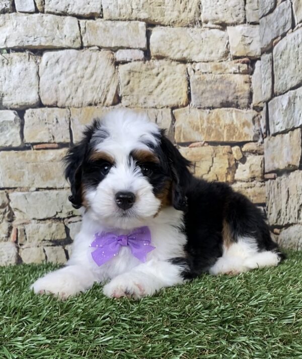 Photo of Ms. Amy the Mini-Bernedoodle puppy