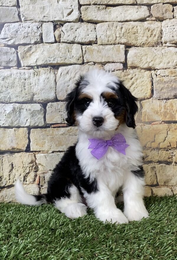 Photo of Ms. Amy the Mini-Bernedoodle puppy