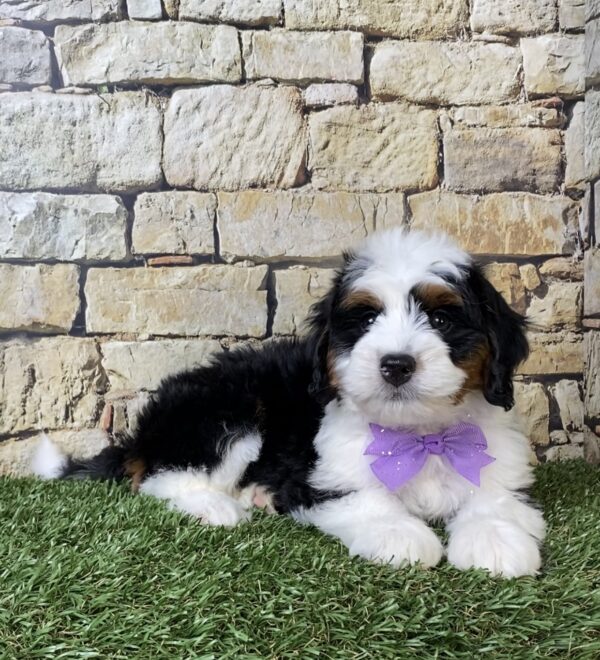 Photo of Ms. Amy the Mini-Bernedoodle puppy