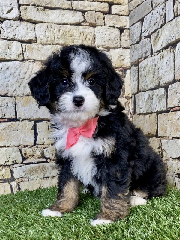 Ms. Neva the  Mini-Bernedoodle puppy