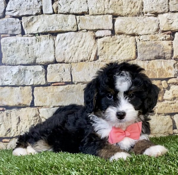 Photo of Ms. Neva the Mini-Bernedoodle puppy