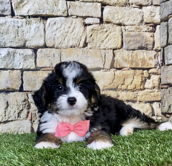 Photo of Ms. Neva the Mini-Bernedoodle puppy