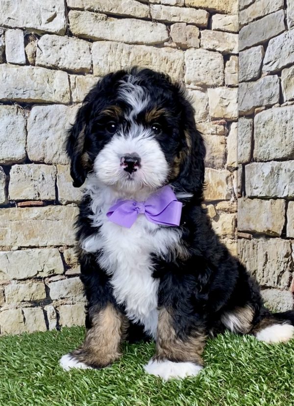 Ms. Nita the  Mini-Bernedoodle puppy