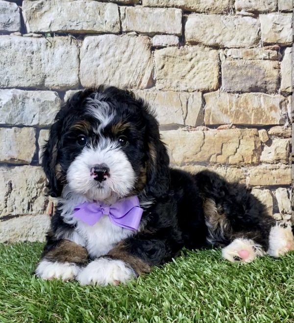 Photo of Ms. Nita the Mini-Bernedoodle puppy