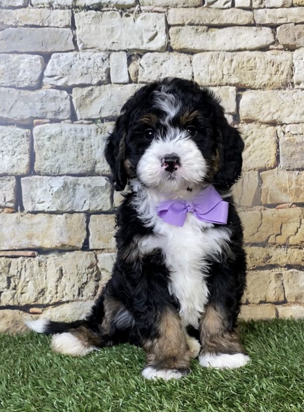 Photo of Ms. Nita the Mini-Bernedoodle puppy