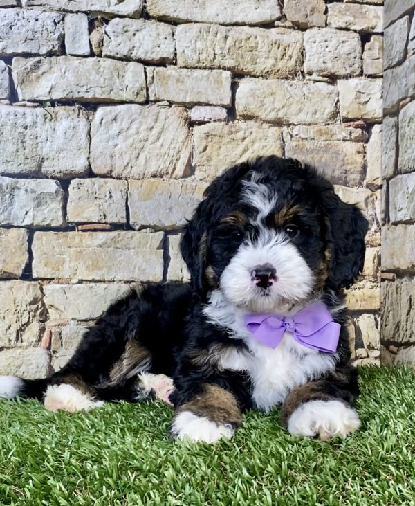 Photo of Ms. Nita the Mini-Bernedoodle puppy