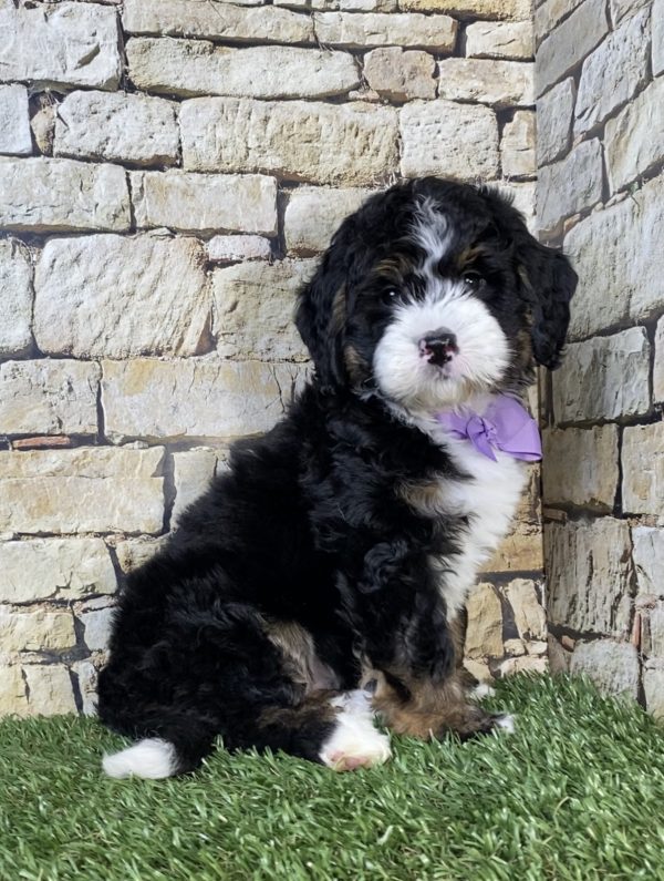 Photo of Ms. Nita the Mini-Bernedoodle puppy