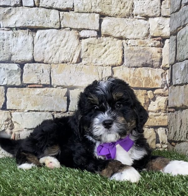 Photo of Ms. Nora the Mini-Bernedoodle puppy