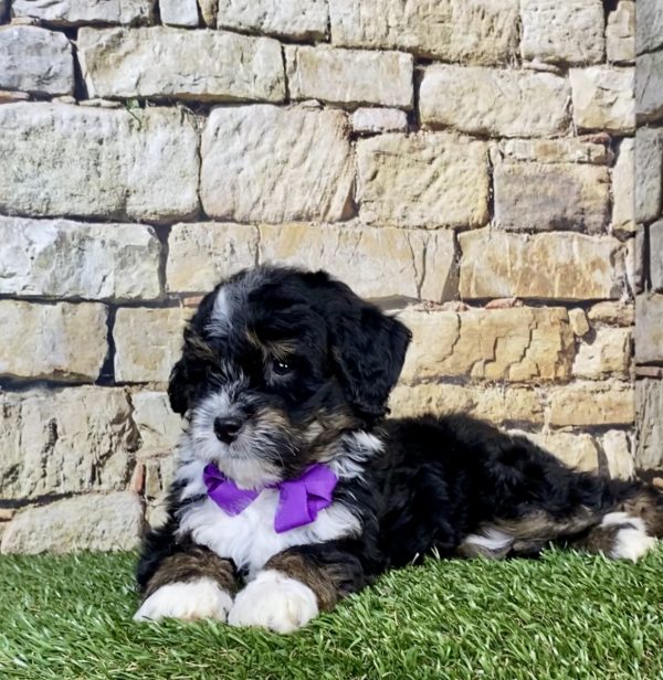 Photo of Ms. Nora the Mini-Bernedoodle puppy