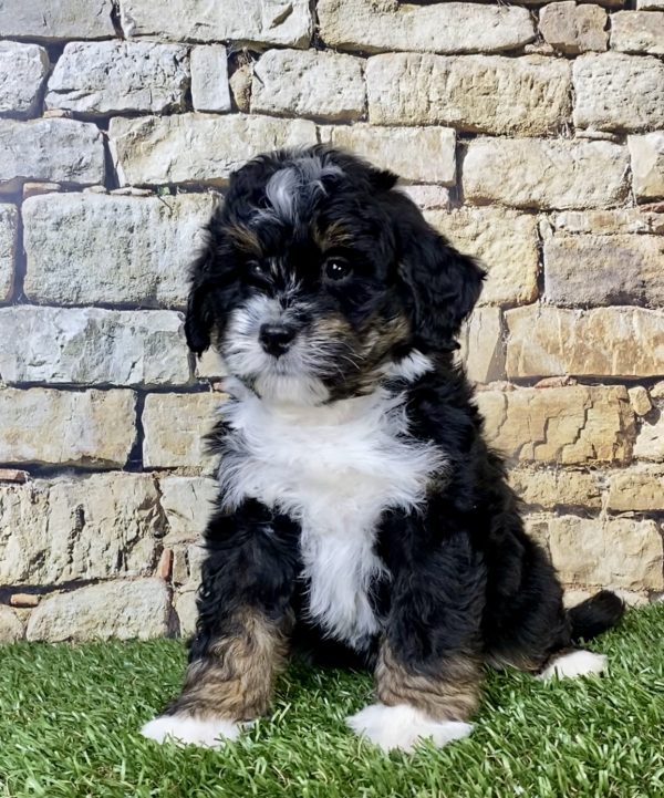 Photo of Ms. Nora the Mini-Bernedoodle puppy