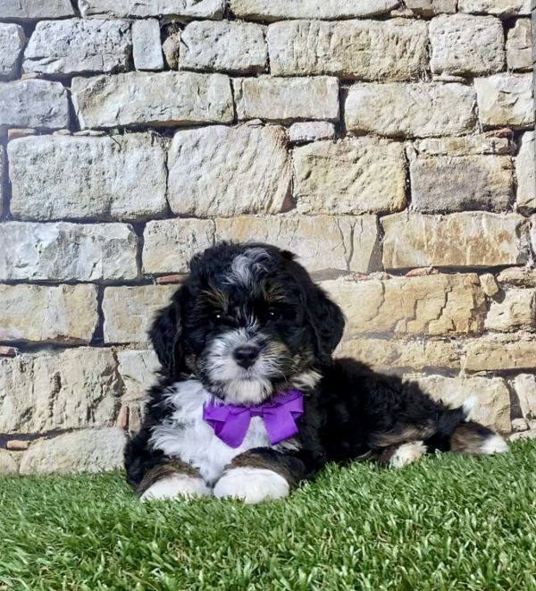 Photo of Ms. Nora the Mini-Bernedoodle puppy