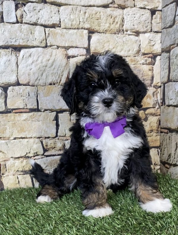 Ms. Nora the  Mini-Bernedoodle puppy