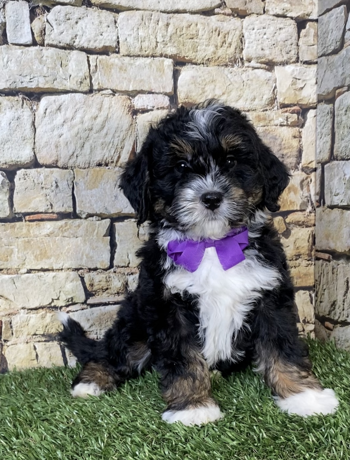 Photo of Ms. Nora the Mini-Bernedoodle puppy