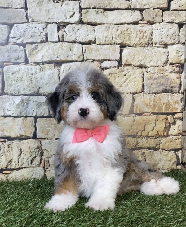 Ms. Oakley the F2 Mini-Bernedoodle puppy