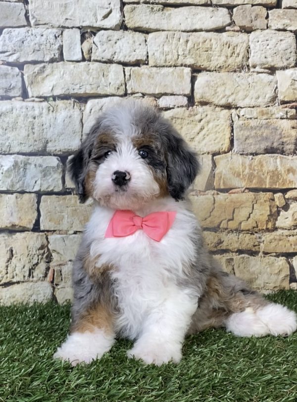 Photo of Ms. Oakley the F2 Mini-Bernedoodle puppy