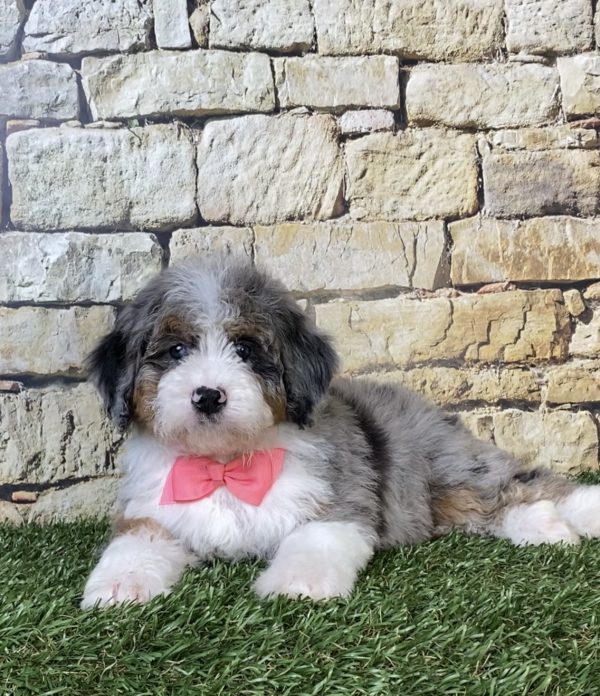 Photo of Ms. Oakley the F2 Mini-Bernedoodle puppy