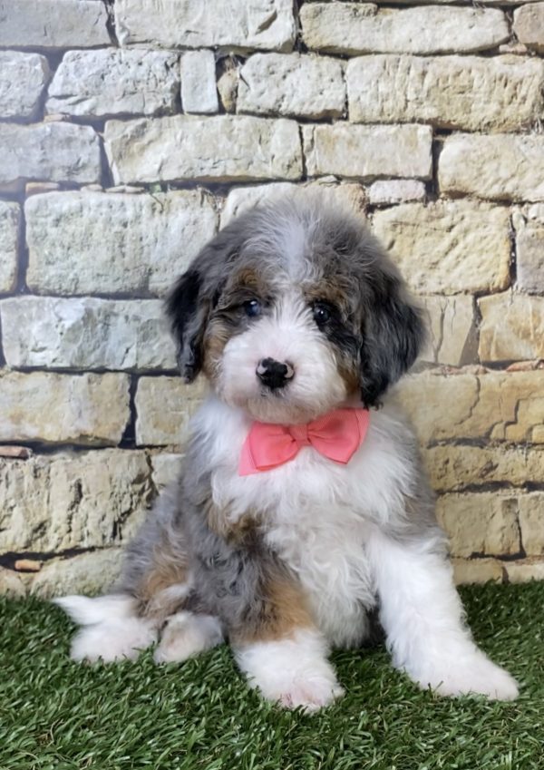 Photo of Ms. Oakley the F2 Mini-Bernedoodle puppy
