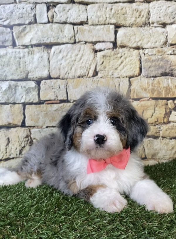 Photo of Ms. Oakley the F2 Mini-Bernedoodle puppy