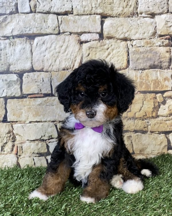 Ms. Ocean the F2 Mini-Bernedoodle puppy