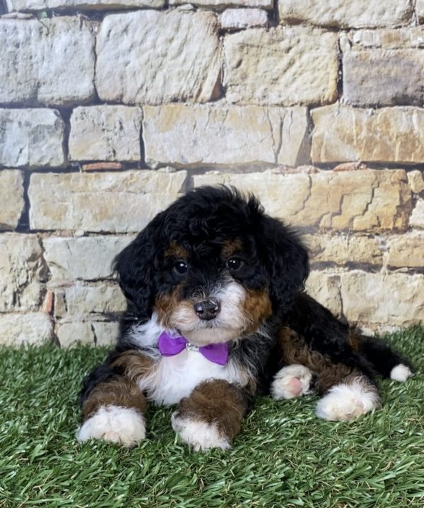 Photo of Ms. Ocean the F2 Mini-Bernedoodle puppy