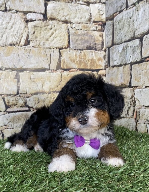 Photo of Ms. Ocean the F2 Mini-Bernedoodle puppy