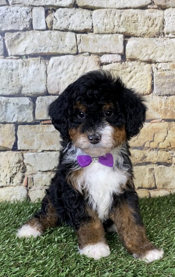 Photo of Ms. Ocean the F2 Mini-Bernedoodle puppy