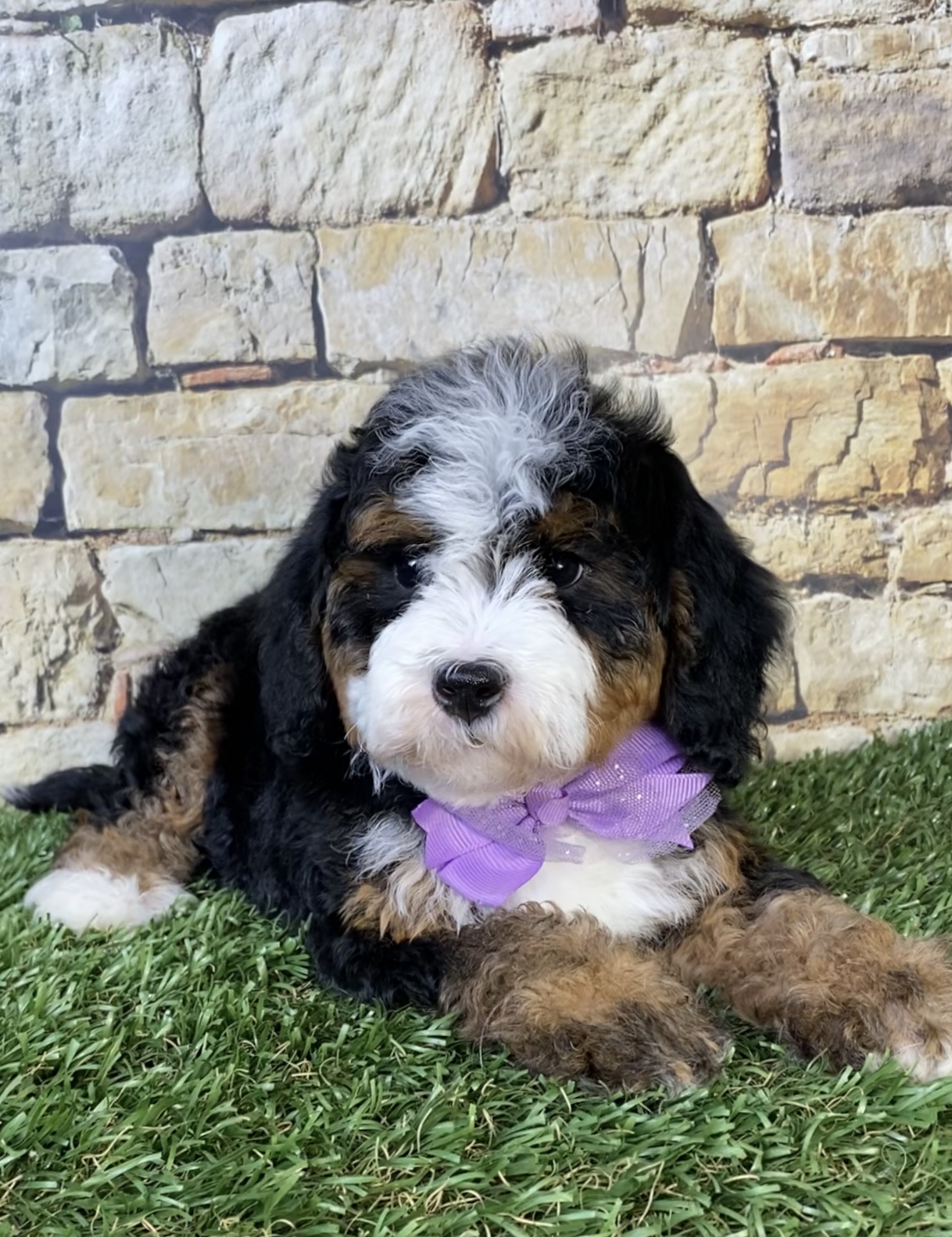Photo of Ms. Olivia the F2 Mini-Bernedoodle puppy