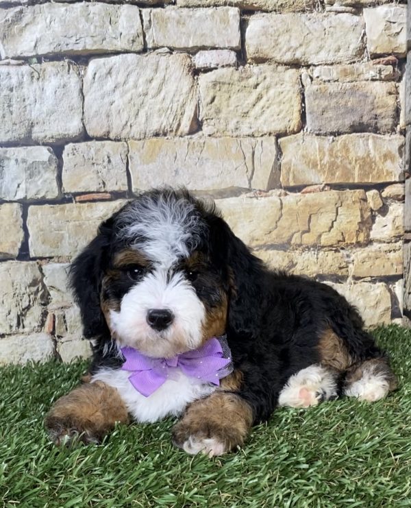 Photo of Ms. Olivia the F2 Mini-Bernedoodle puppy