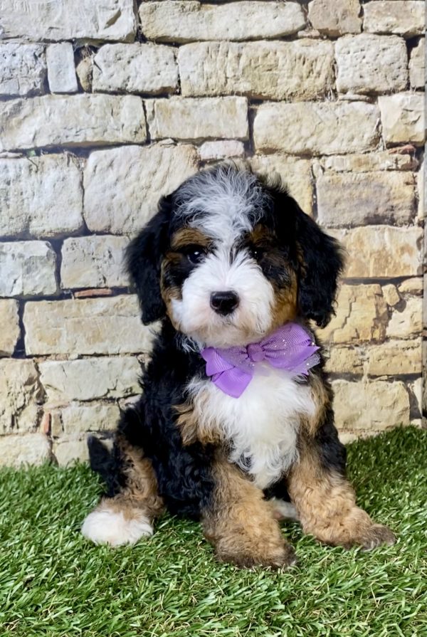 Photo of Ms. Olivia the F2 Mini-Bernedoodle puppy
