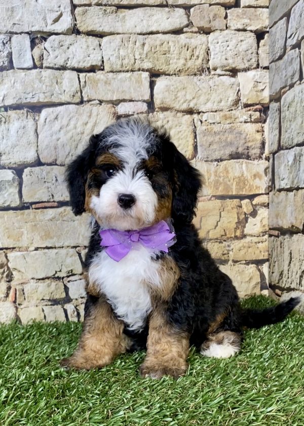 Photo of Ms. Olivia the F2 Mini-Bernedoodle puppy