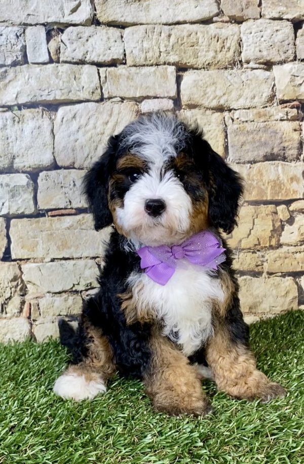 Ms. Olivia the F2 Mini-Bernedoodle puppy