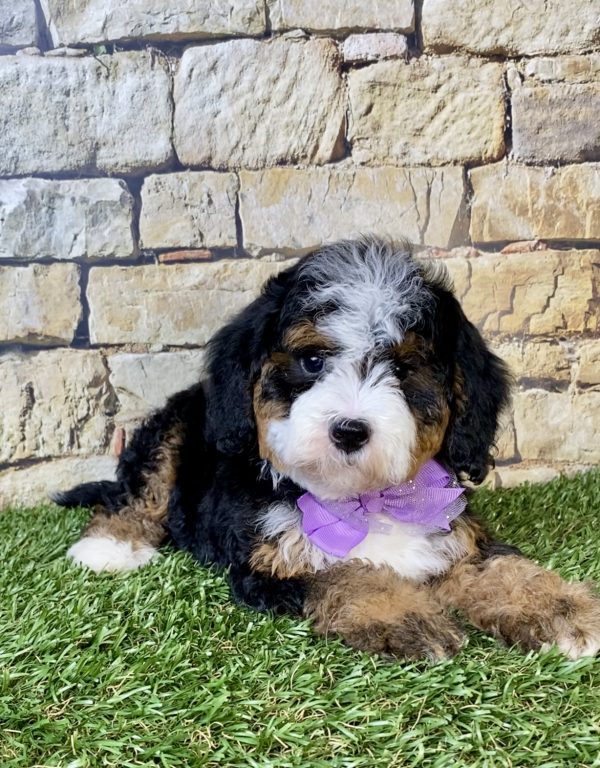 Photo of Ms. Olivia the F2 Mini-Bernedoodle puppy