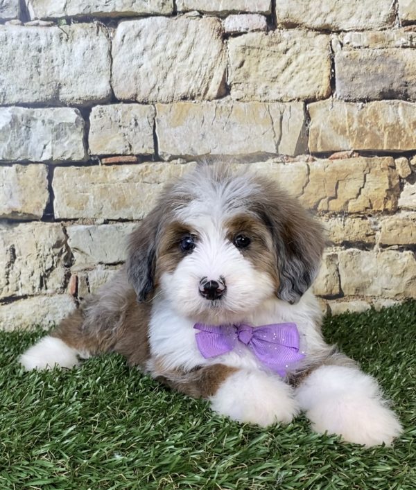 Ms. Oprah the F2 Mini-Bernedoodle puppy