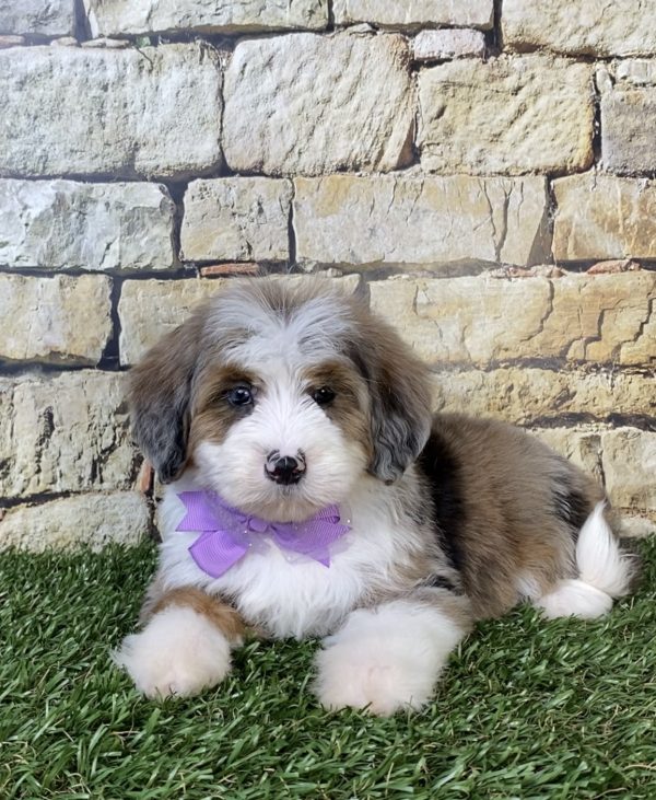 Photo of Ms. Oprah the F2 Mini-Bernedoodle puppy