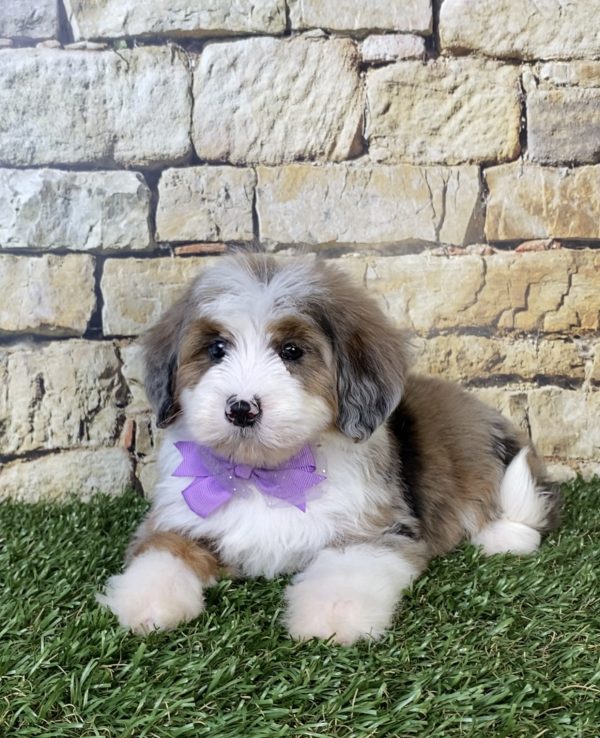 Photo of Ms. Oprah the F2 Mini-Bernedoodle puppy
